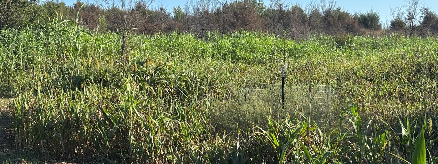 Discussing Oklahoma Food Plots
