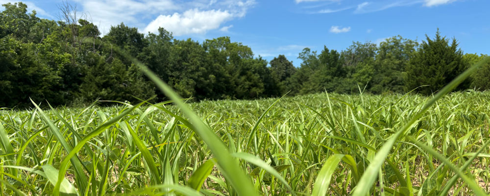 Seasonal Food Plot Strategies for Bow, Muzzleloader & Rifle Hunting in Oklahoma